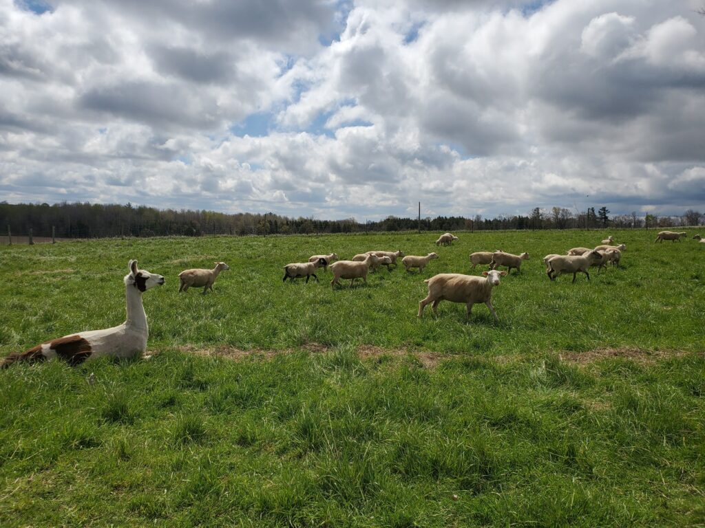 Sheep grazing with llama at Cowan Acres.